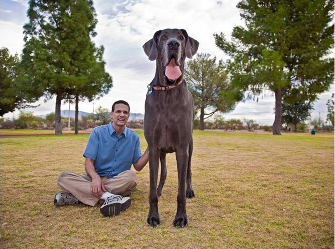 Picture 9 of Oversized animals