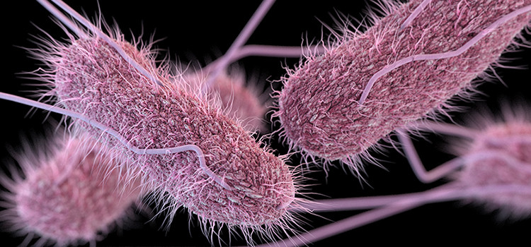 Overview of Salmonella