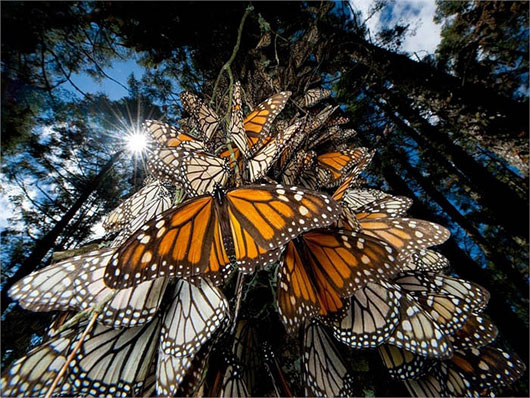 Picture 4 of Overwhelmed by the sight of billions of migratory monarchs