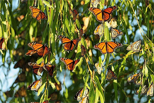 Picture 5 of Overwhelmed by the sight of billions of migratory monarchs
