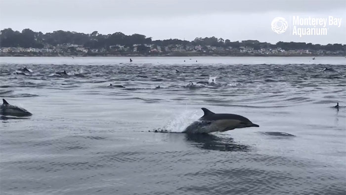 Picture 1 of Overwhelmed thousands of dolphins to hunt together
