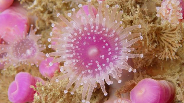 Picture 1 of Overwhelming world of multicolored creatures
