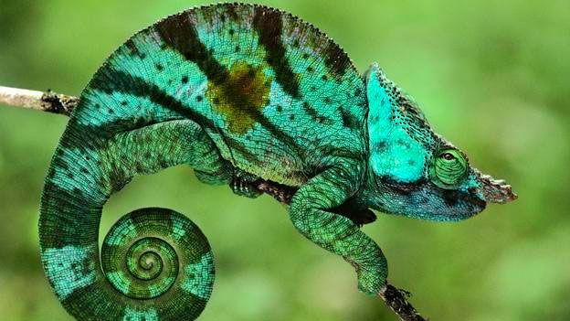 Picture 10 of Overwhelming world of multicolored creatures