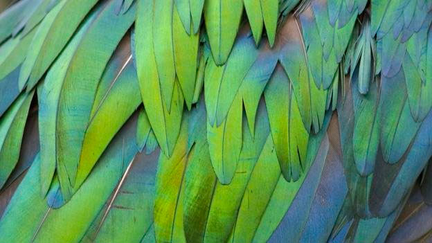 Picture 11 of Overwhelming world of multicolored creatures