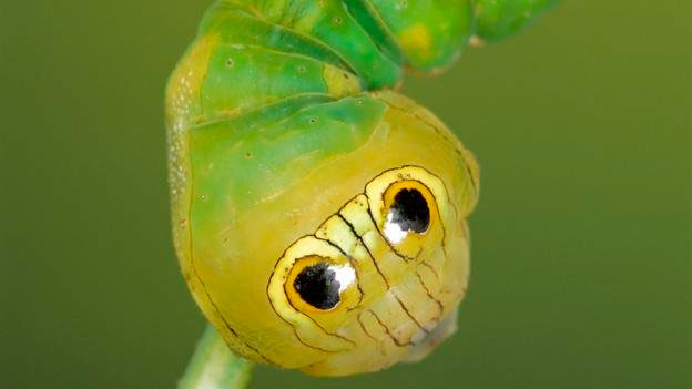 Picture 12 of Overwhelming world of multicolored creatures