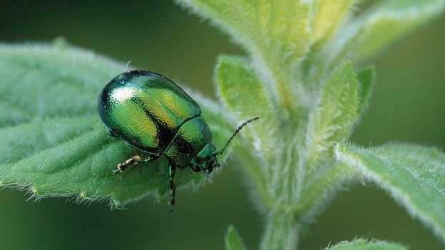 Picture 13 of Overwhelming world of multicolored creatures