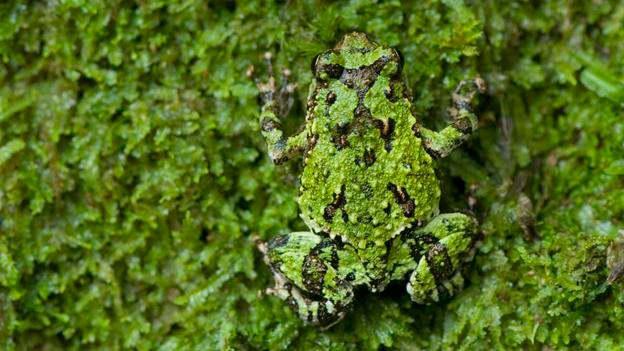 Picture 14 of Overwhelming world of multicolored creatures