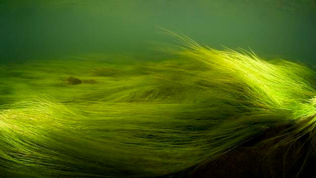 Picture 15 of Overwhelming world of multicolored creatures