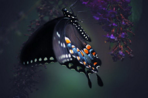 Picture 16 of Overwhelming world of multicolored creatures