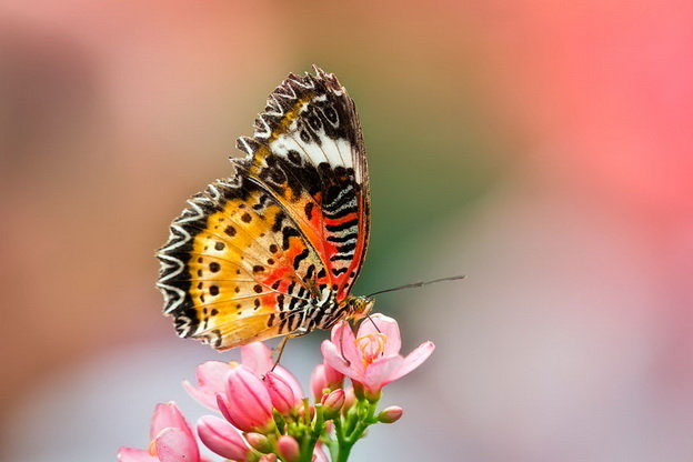 Picture 17 of Overwhelming world of multicolored creatures