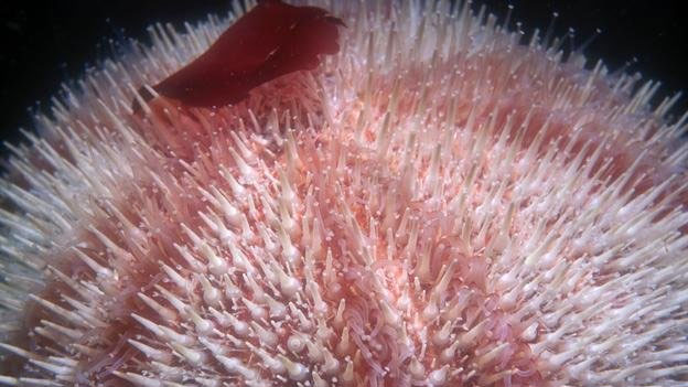 Picture 3 of Overwhelming world of multicolored creatures