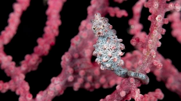 Picture 4 of Overwhelming world of multicolored creatures