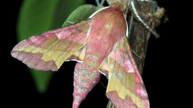Picture 6 of Overwhelming world of multicolored creatures