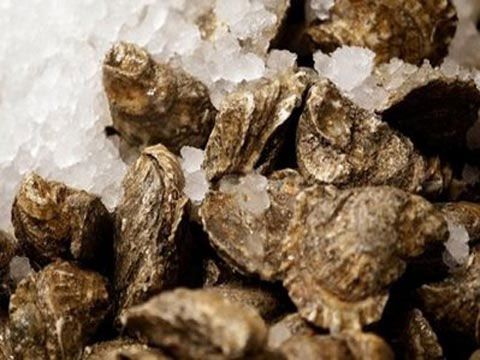 Picture 1 of Oysters are declining rapidly