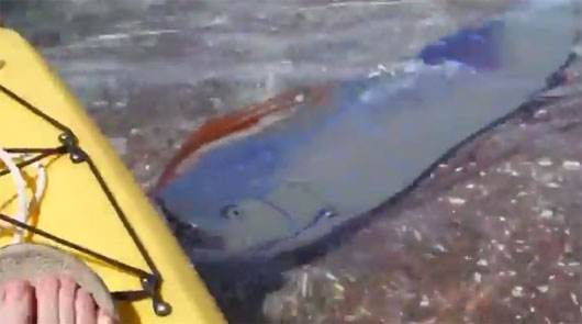 Picture 1 of Paddle fish appear in Mexico