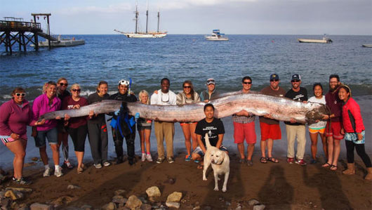 Picture 1 of Paddle fish longer than 5m