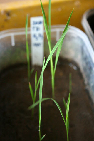 Picture 2 of 'Paddy 3,000 years' is specially protected because of the hot sun
