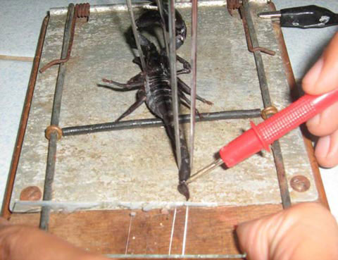 Picture 1 of Pain relief with scorpion venom