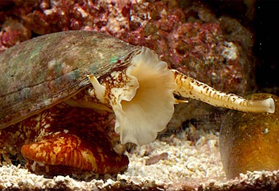 Pain relievers from venom snails sea hats images 1
