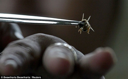 Picture 1 of Painful experiment