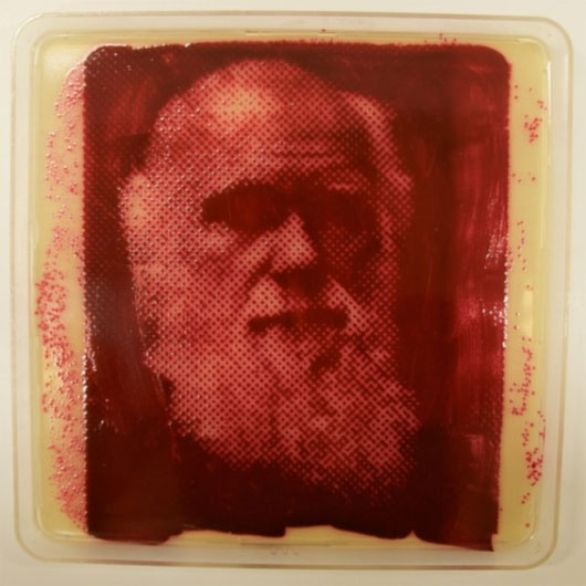Picture 7 of Painting portraits drawn from pathogenic bacteria