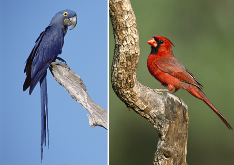 Picture 1 of Pairs of idea birds are different