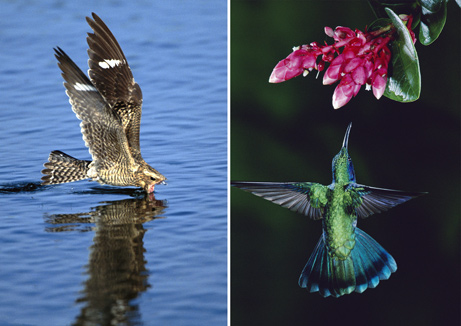 Picture 2 of Pairs of idea birds are different