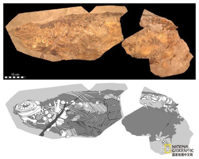 Picture 10 of Paleontologists discovered the fat on the body of the fish lizard 180 million years ago