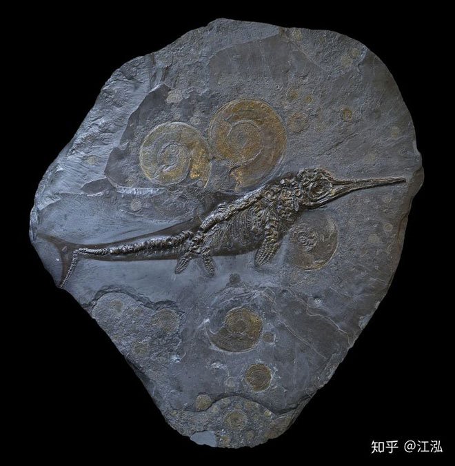 Picture 6 of Paleontologists discovered the fat on the body of the fish lizard 180 million years ago