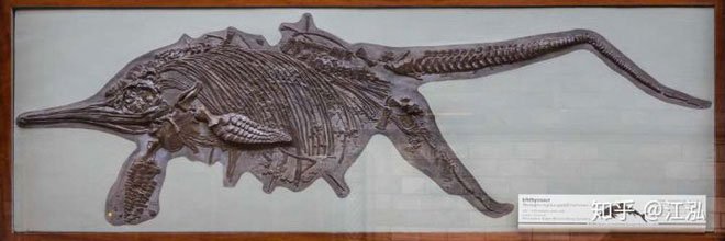 Picture 7 of Paleontologists discovered the fat on the body of the fish lizard 180 million years ago