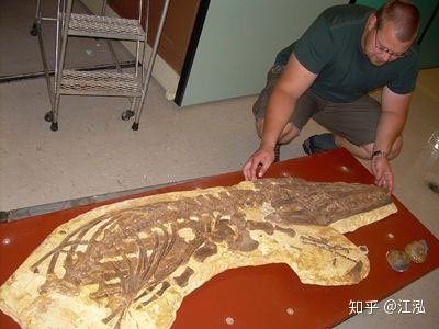 Picture 9 of Paleontologists discovered the fat on the body of the fish lizard 180 million years ago