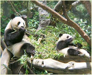 Picture 1 of Panda Ailuropoda melanoleuca