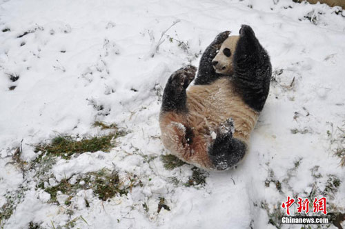 Picture 1 of Panda playing in the snow
