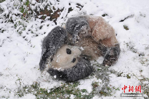 Picture 2 of Panda playing in the snow
