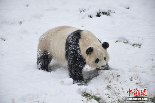 Picture 3 of Panda playing in the snow