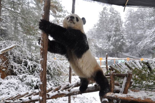 Picture 4 of Panda playing in the snow
