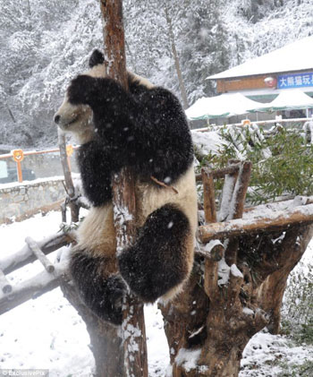 Picture 5 of Panda playing in the snow