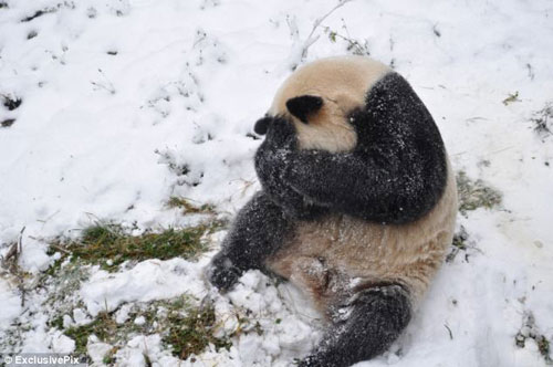 Picture 6 of Panda playing in the snow