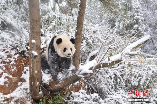 Picture 7 of Panda playing in the snow