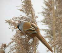 Picture 1 of Pandemic bird flu: How to deal with precious birds?