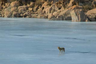 Picture 1 of Pandemic flu may rise from the glacier
