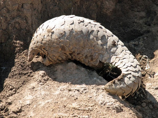 Picture 1 of Pangolin faces the threat of extinction from humans
