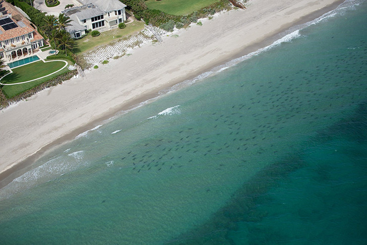 Picture 1 of Panic of thousands of sharks surrounding the US coast