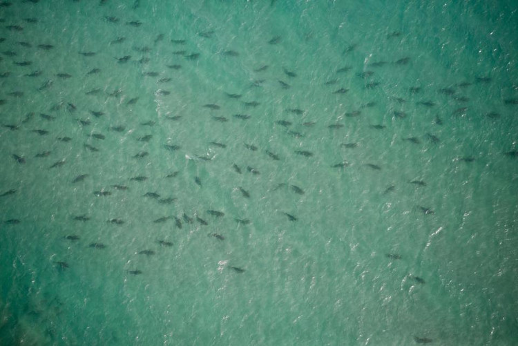 Picture 2 of Panic of thousands of sharks surrounding the US coast