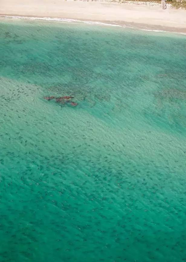 Picture 3 of Panic of thousands of sharks surrounding the US coast