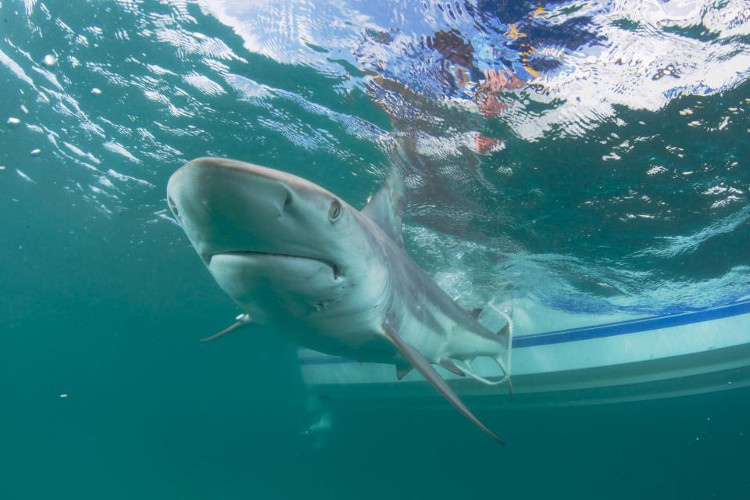 Picture 4 of Panic of thousands of sharks surrounding the US coast