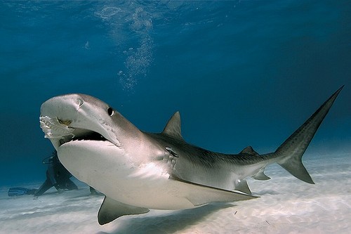 Picture 2 of 'Paradise' for sharks in Southeast Asia