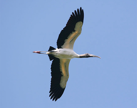 Picture 1 of Paradise of birds
