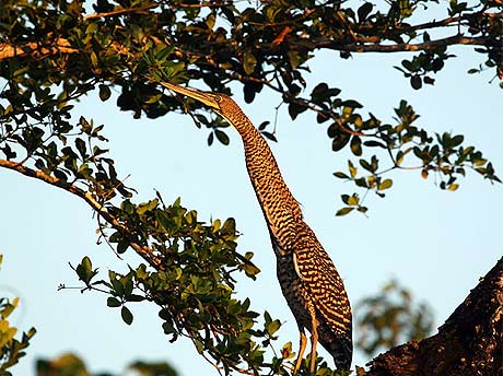 Picture 2 of Paradise of birds