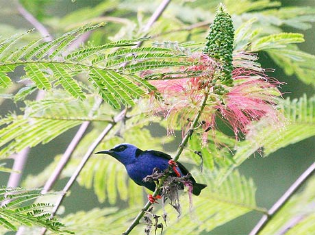 Picture 3 of Paradise of birds